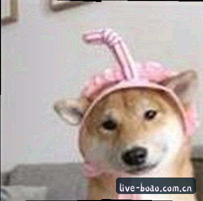 孙悦